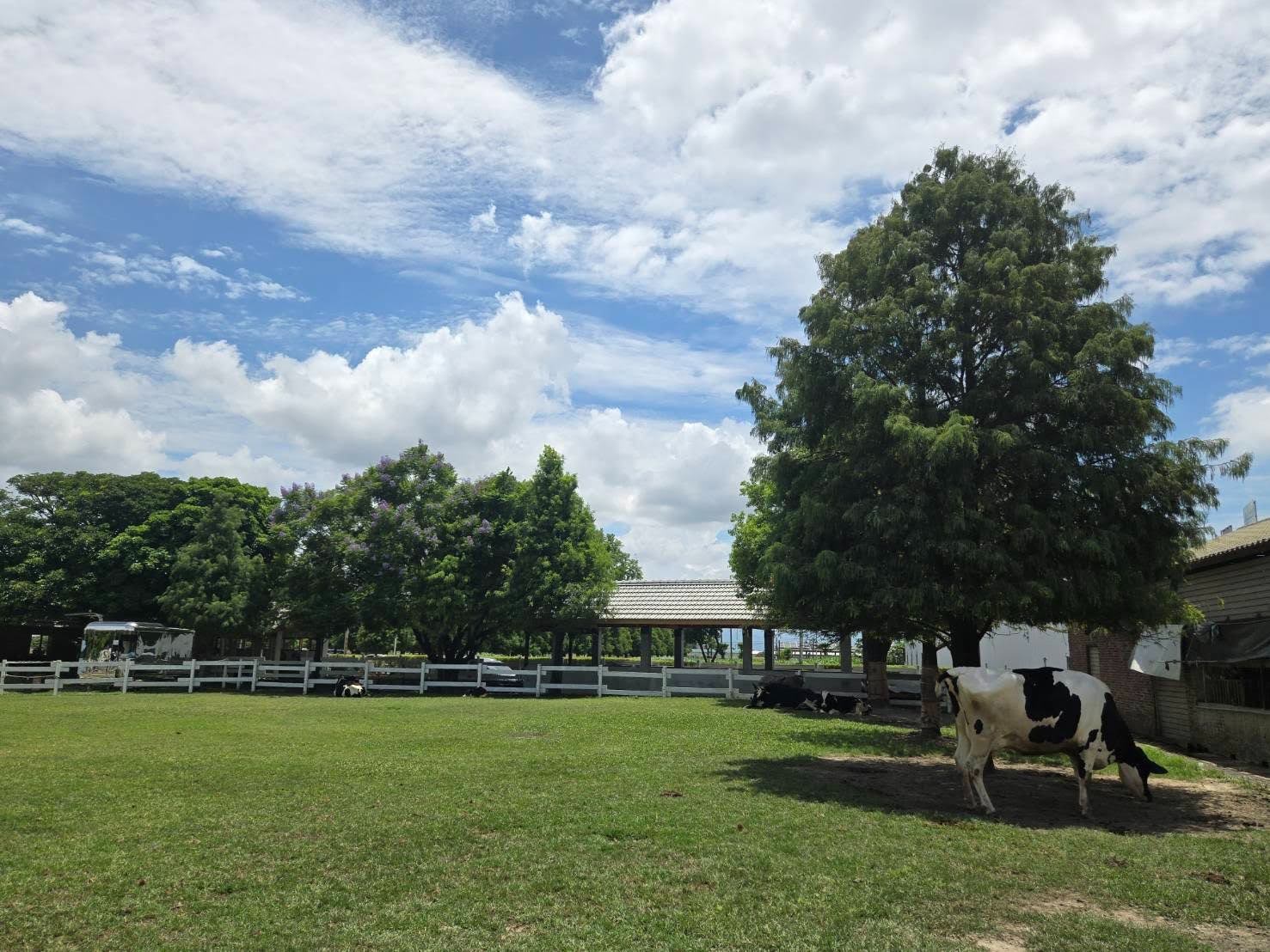 雲林親子一日遊！「千巧谷牛樂園牧場」免費入園、近距離餵牛，還能享用人氣鮮奶烘焙 