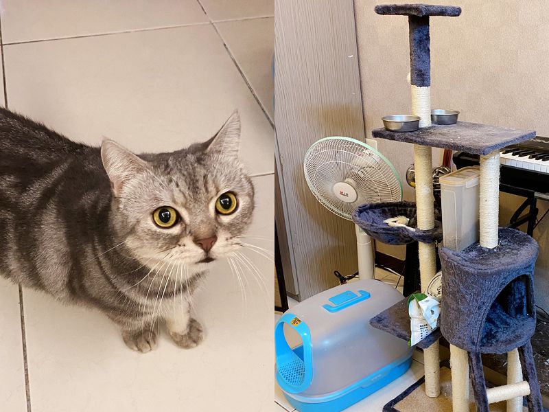 家有小孩 毛小孩 必備大白4 0空清機這項功能 486先生