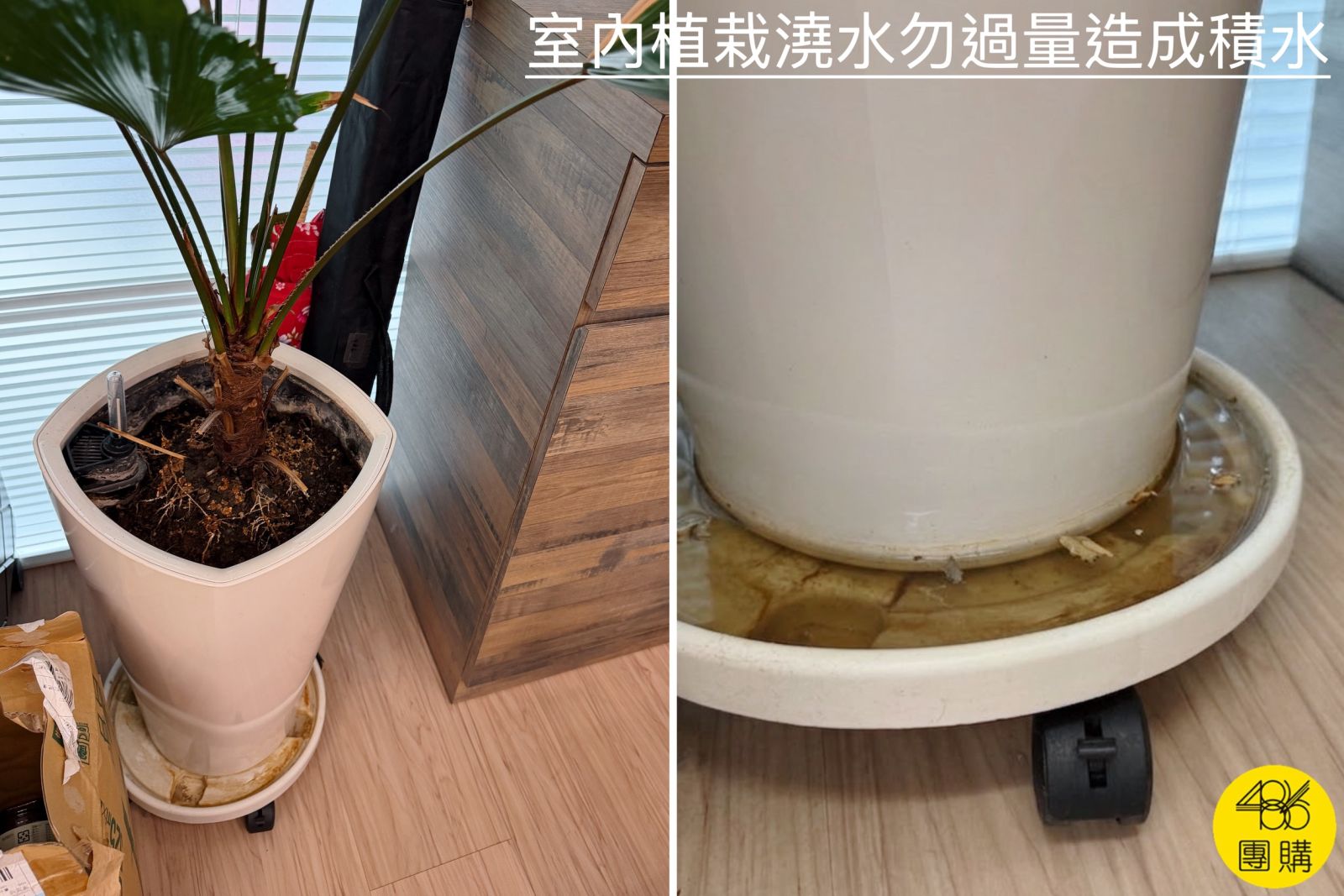 擺放在室內的大型觀葉盆栽,特寫顯示底部水盤積水未倒,提醒室內植物澆水過量容易成為增加環境濕度的隱藏元兇。