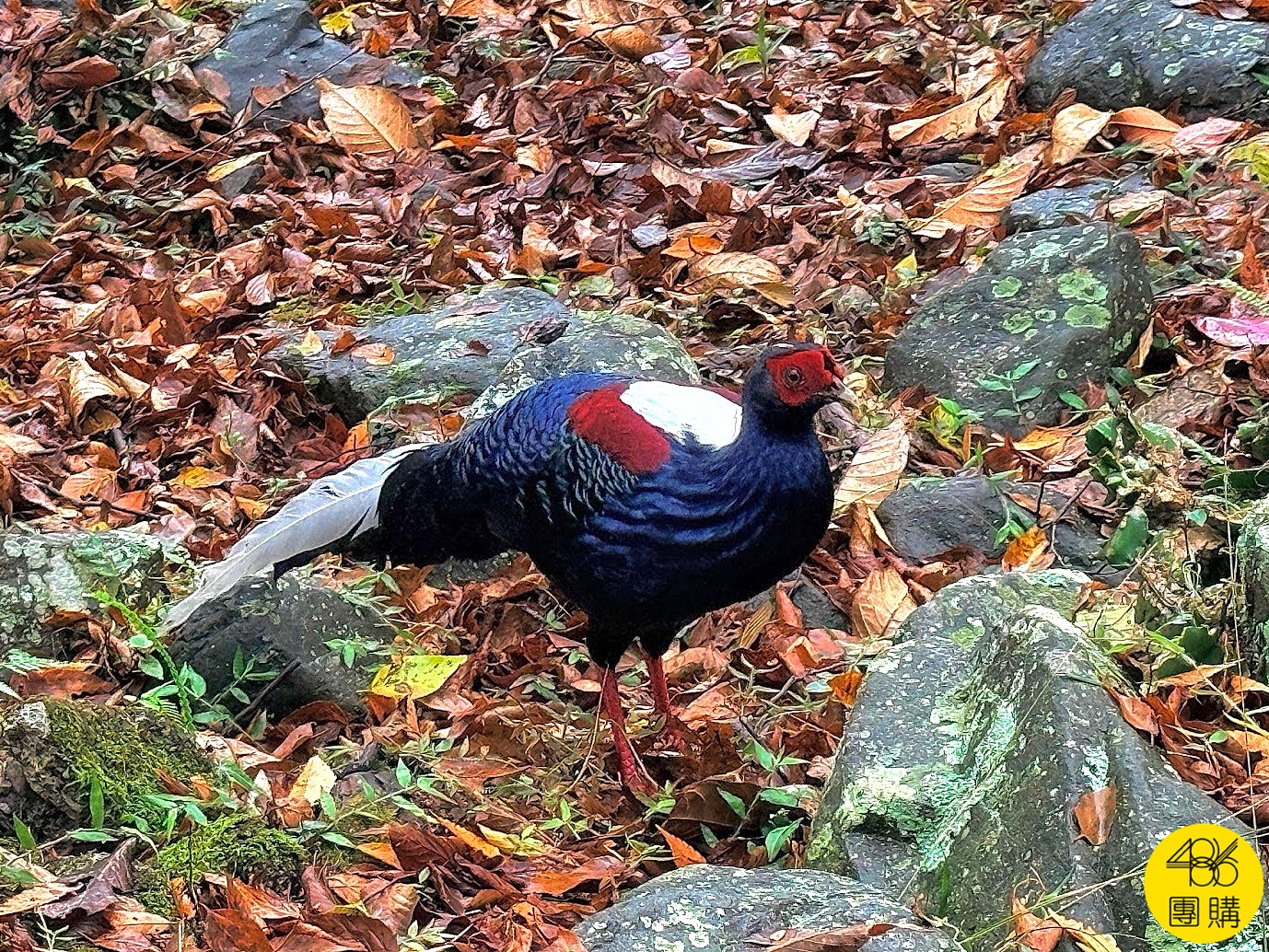 台中八仙山一日遊怎麼玩?走神社步道、親水區泡腳,還驚喜捕獲「國寶級藍腹鷴」!