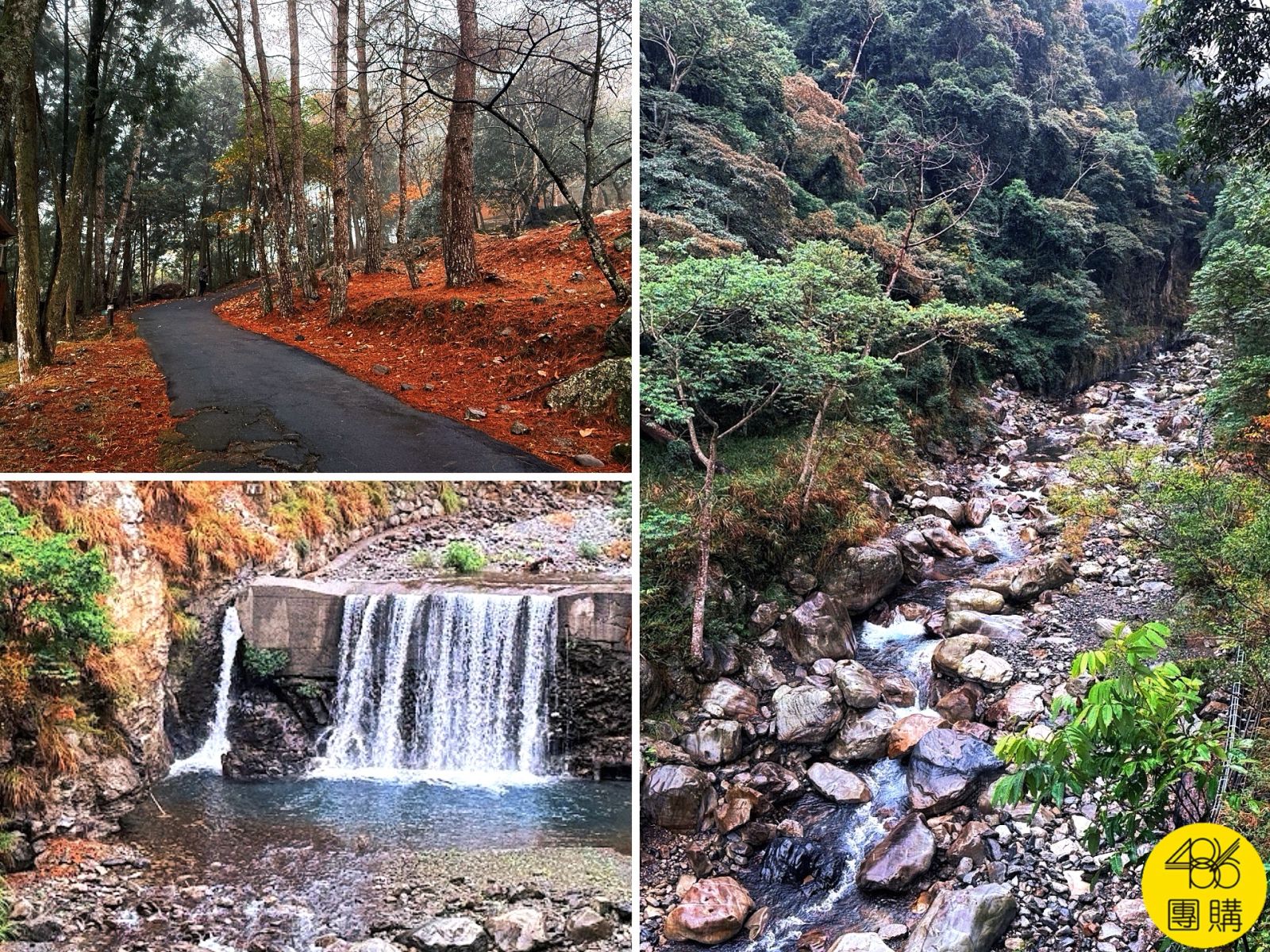 台中八仙山一日遊怎麼玩?走神社步道、親水區泡腳,還驚喜捕獲「國寶級藍腹鷴」!