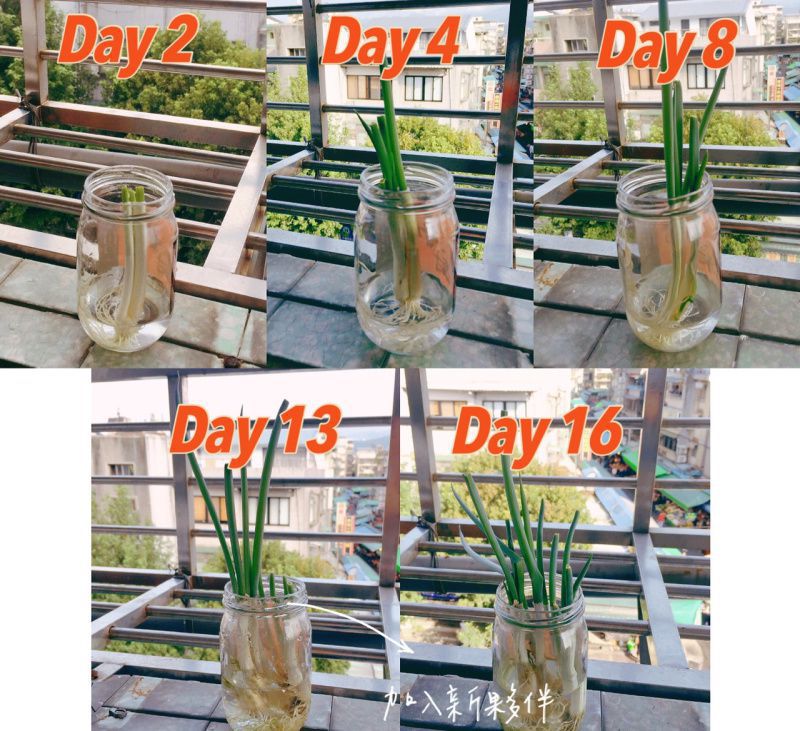只要3秒鐘 就有新鮮直送 免費的蔥可吃 486先生